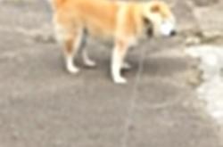 开云体育APP下载-静默的轰鸣，当米切尔的锁，响起在季后赛之夜