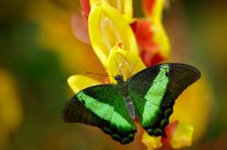 开云体育登录-草根的胜利，伊萨克惊天一脚，几内亚刺破日本足球黎明