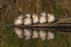 开云体育入口-武切维奇37+12背后，爵士防守交响乐如何全面压制步行者