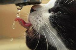 开云体育app-当南纬8°遇见北纬43°加克波以非欧式足球破解摩纳哥的战术密码