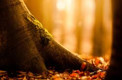 开云体育官网-黄土高原上的达拉斯奇迹，山西队化身独行侠，队内东契奇打出封神一战