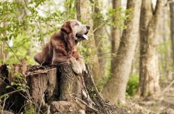 开云体育APP下载-赛特神矛刺穿红白盾，托尼交响乐定鼎德甲，足球双城记中的唯一性胜利