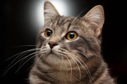 开云体育在线-切特一人凿穿奇才防线，20岁新星的暴力美学，让鹈鹕收获的不只是一场胜利