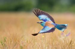 开云体育平台APP-当CBA的水花溅入浙江，山西用广厦式封锁致敬克莱传奇