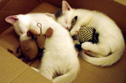 开云体育入口-改写剧本，独行侠强势拿下快船，西亚卡姆成为关键先生