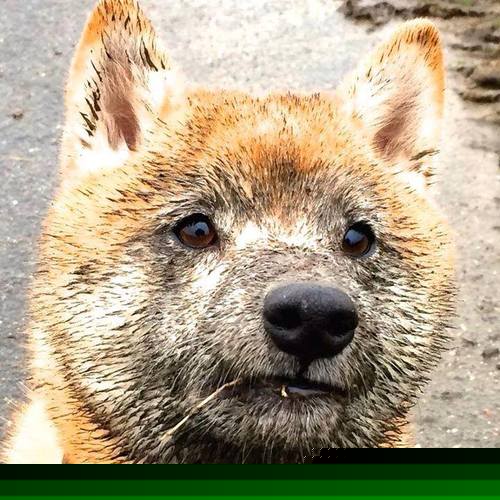 历史性横扫！辛杜关键制胜，印度队掀翻羽坛旧秩序