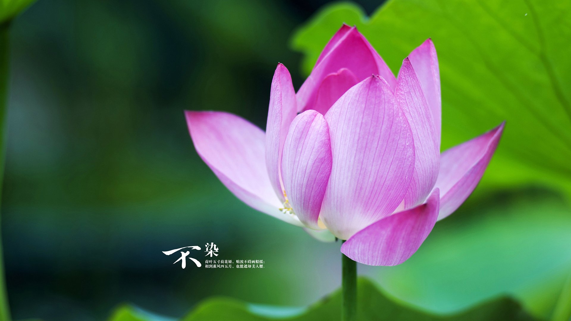 跨界风暴,克瓦拉茨赫利亚以佛罗伦萨式征服,在F1揭幕战粉碎爱尔兰车手霸业