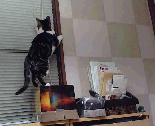 双星闪耀夜，国家德比的喧嚣与塔图姆的寂静超越