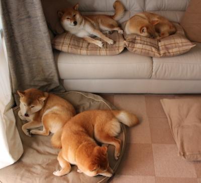 星斗下的舞者,当莱奥遇见巴萨绝杀爱尔兰的史诗之夜