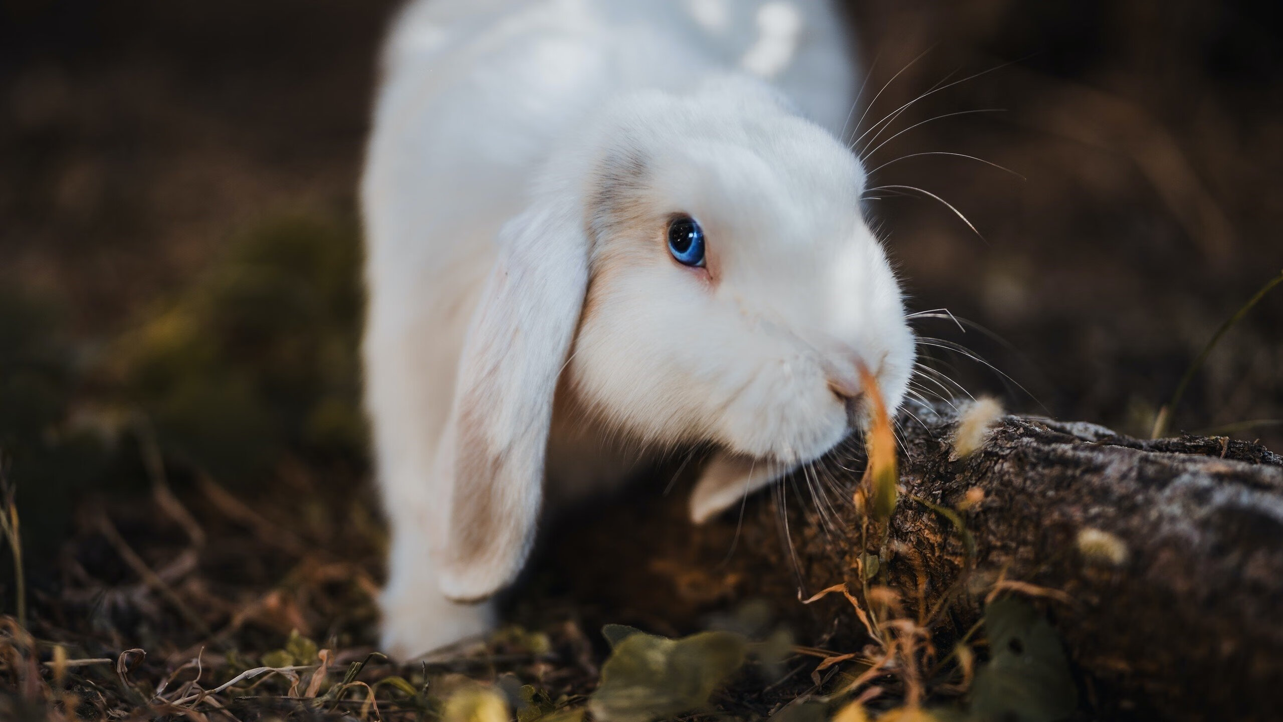 信号中断的十五分钟，莫德里奇如何用半场征服全欧洲