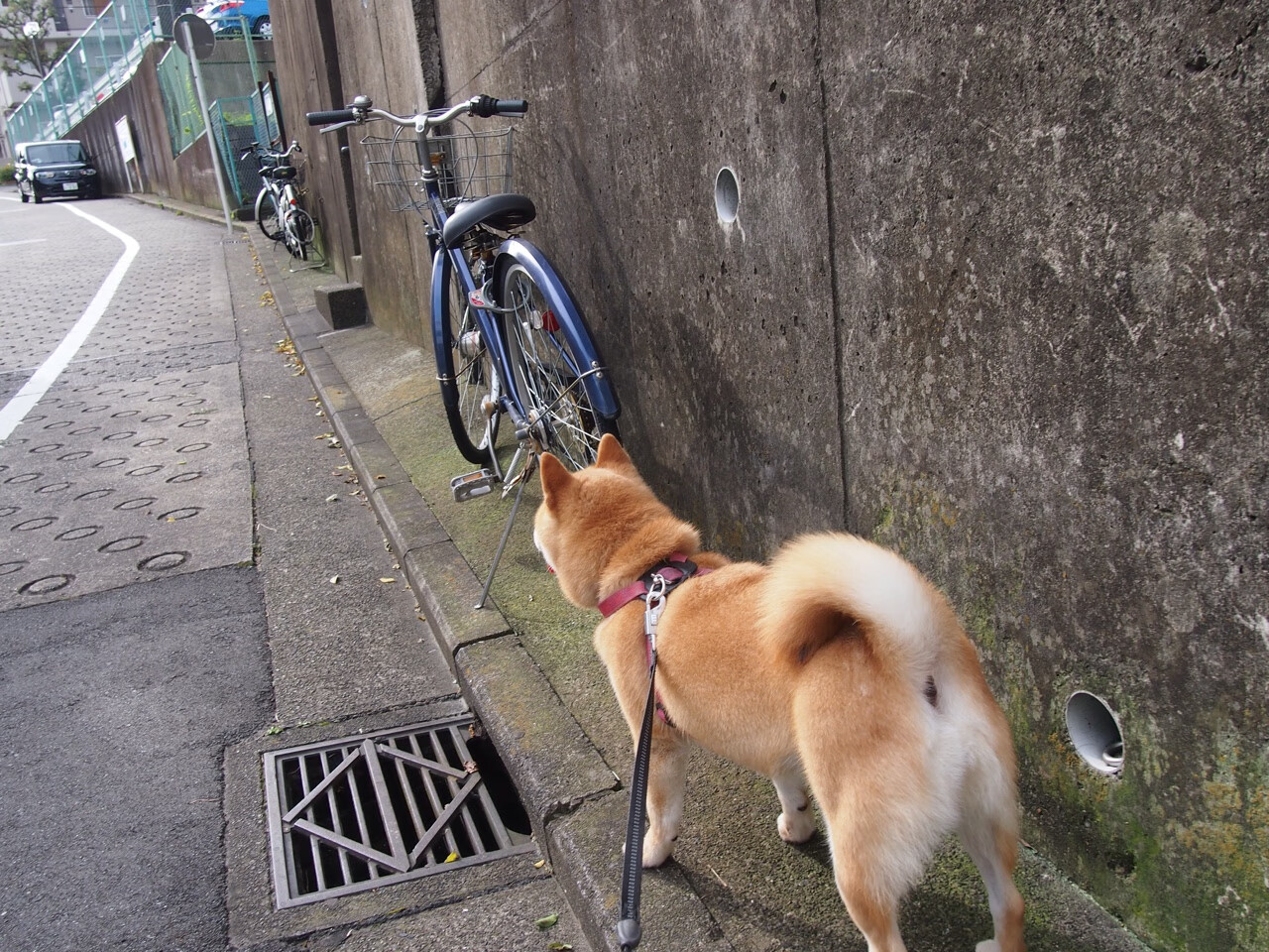 快与重的交响,库里箭雨破盾,雷霆铁蹄踏林