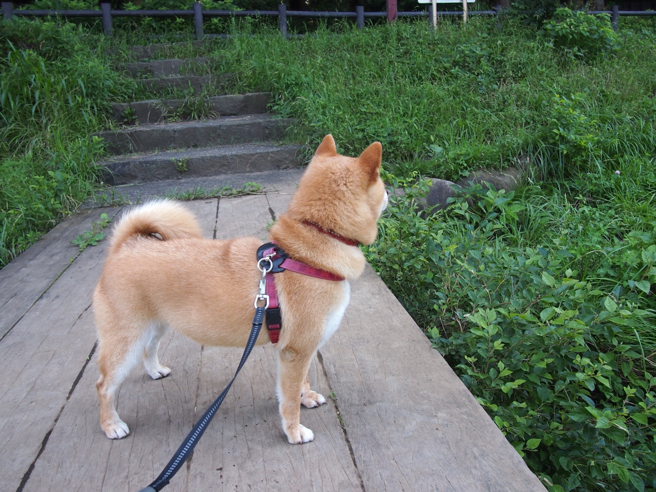 非洲雄狮震惊世界，坎特神勇护航，喀麦隆巨人脚下横扫葡萄牙