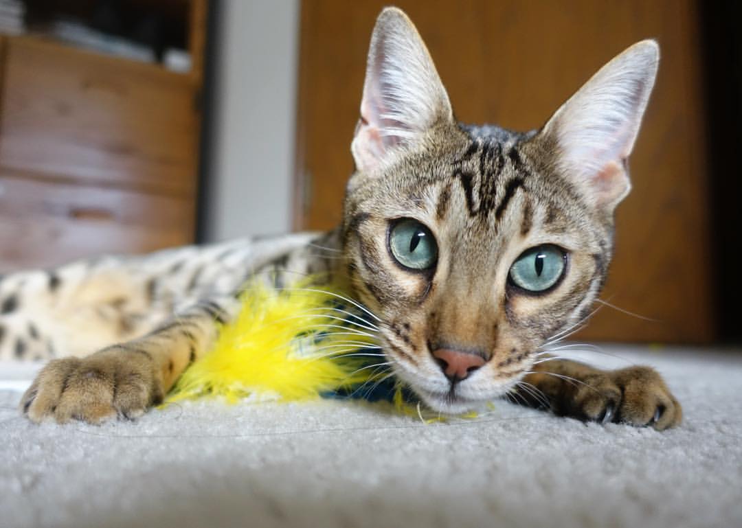 凯恩闪耀全场一锤定音，哥伦比亚球队单节爆发锁定胜局