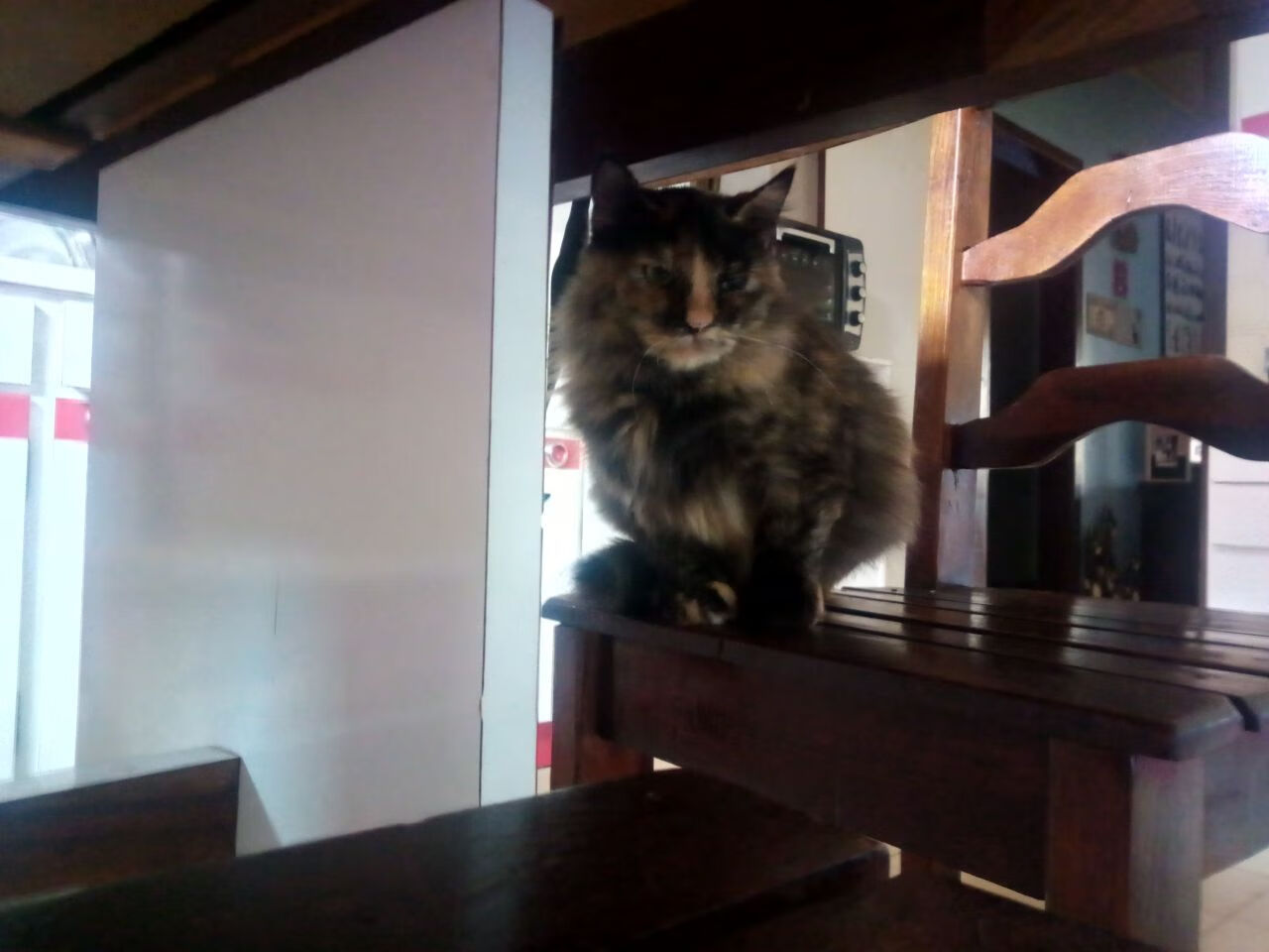 钢骨对獠牙,尼克斯与灰熊的总决赛血战