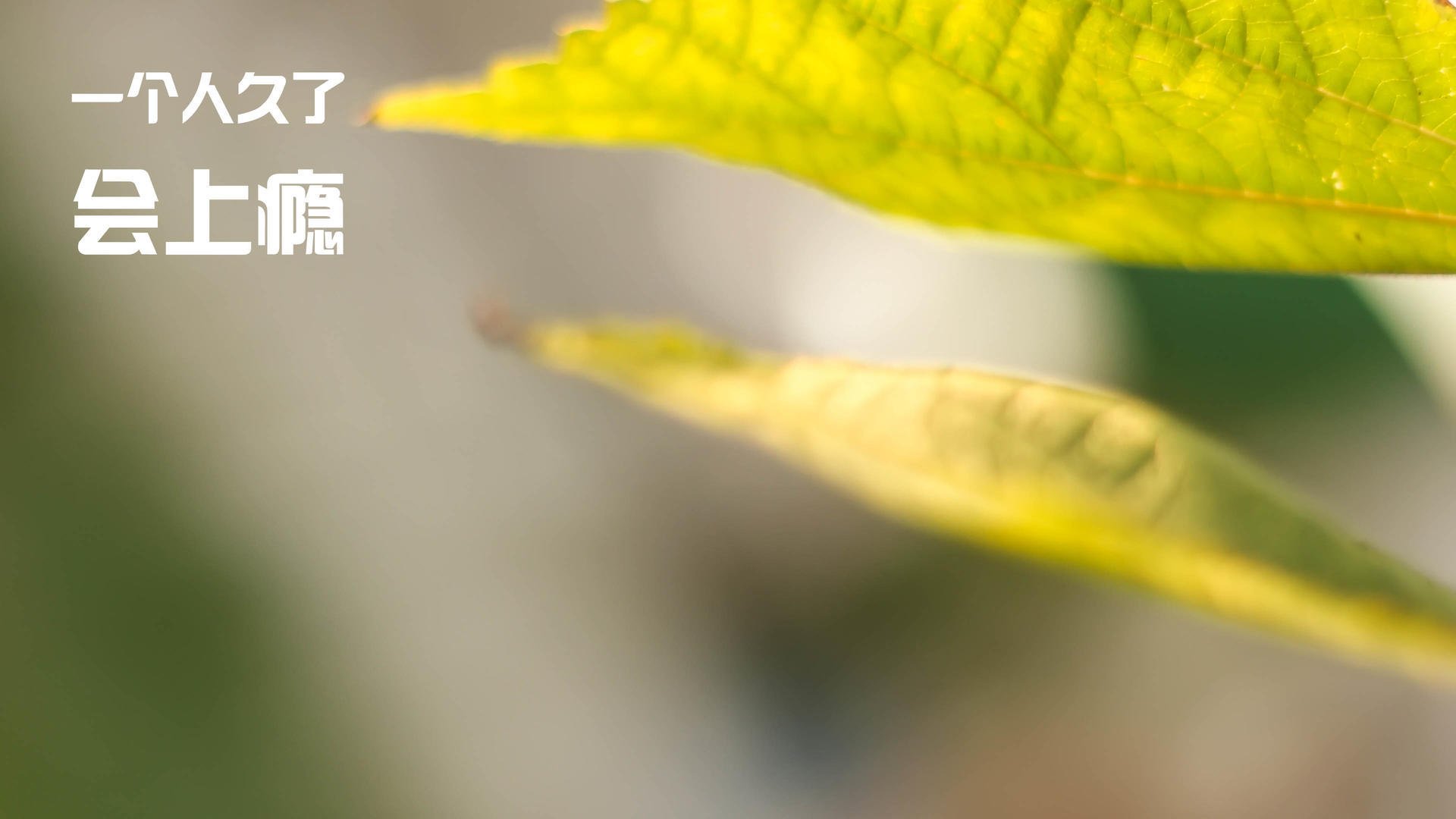 铁壁与樱花之锁,若日尼奥的惊雷一击