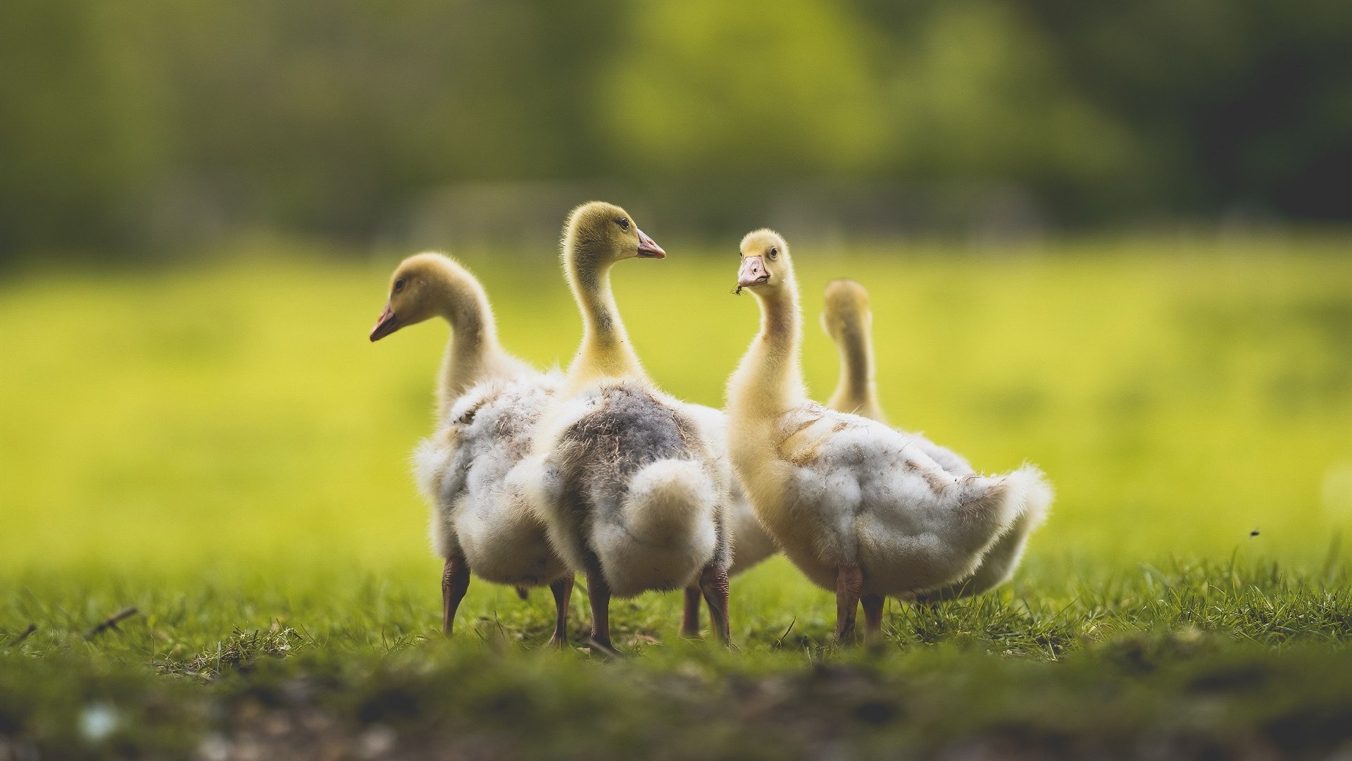 南粤利刃出鞘！决胜局爱德华兹一锤定音，广东力擒黄蜂夺赛点