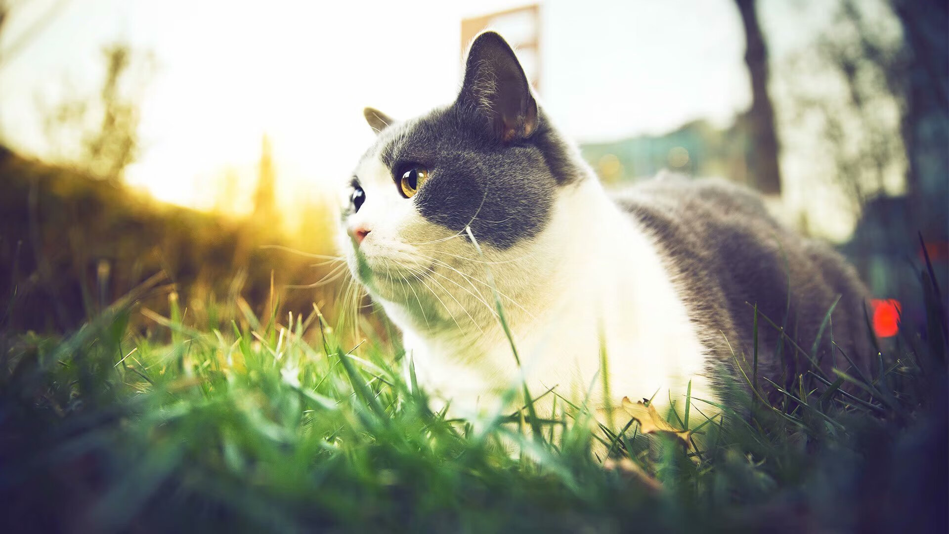 虚构纪元，广厦队如何在一场东决焦点战中彻底压制火箭队