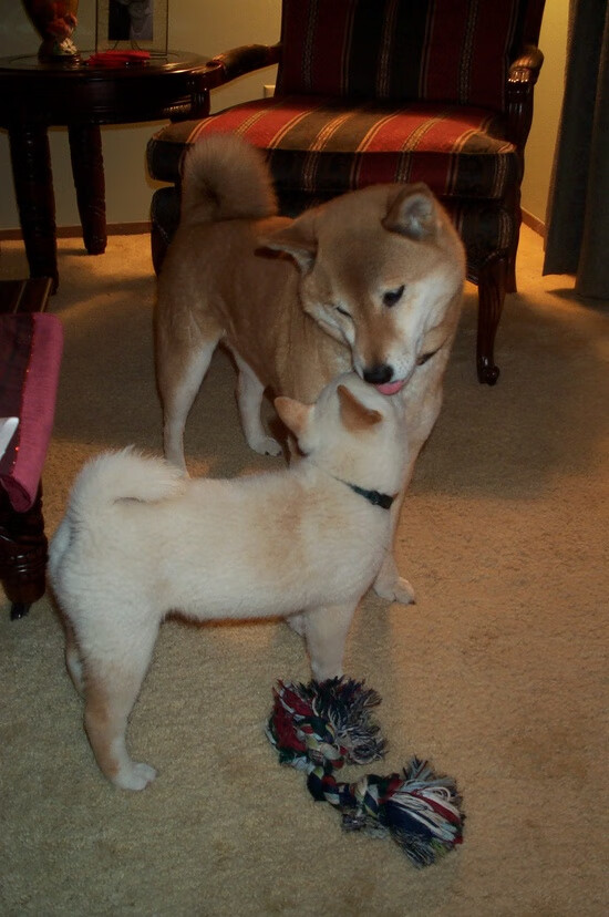 秘鲁掀翻多特蒙德,阿坎吉的全场统治与奇迹之夜