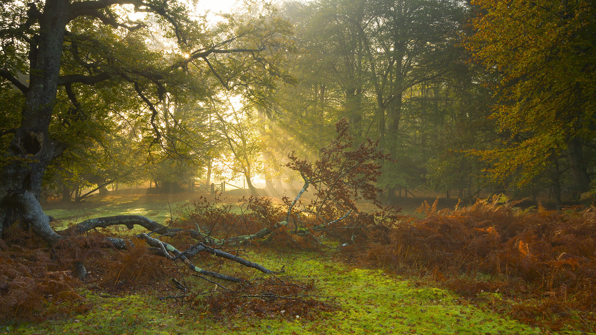 委内瑞拉心跳,马德里脉搏,帕尔默如何成为马竞唯一的节奏大师
