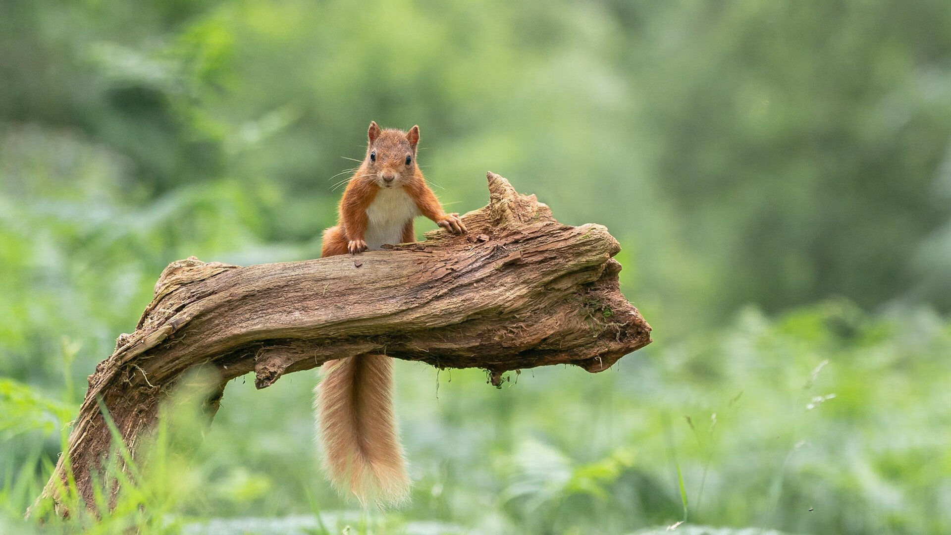 绿茵启示录，当桑巴的终结遇见红色的关键先生