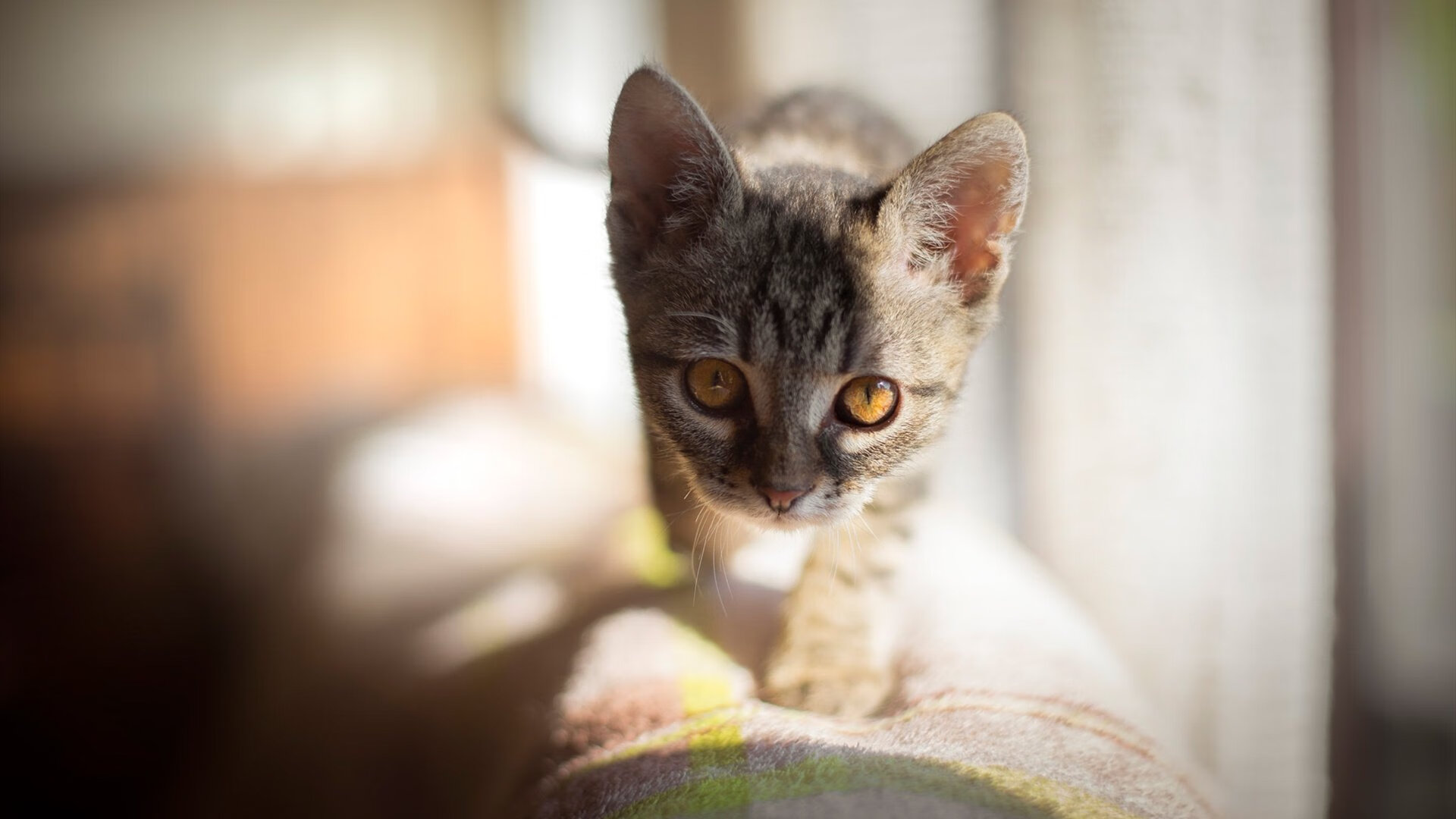 欧冠级绞杀！辽宁队窒息式防守强压黄蜂