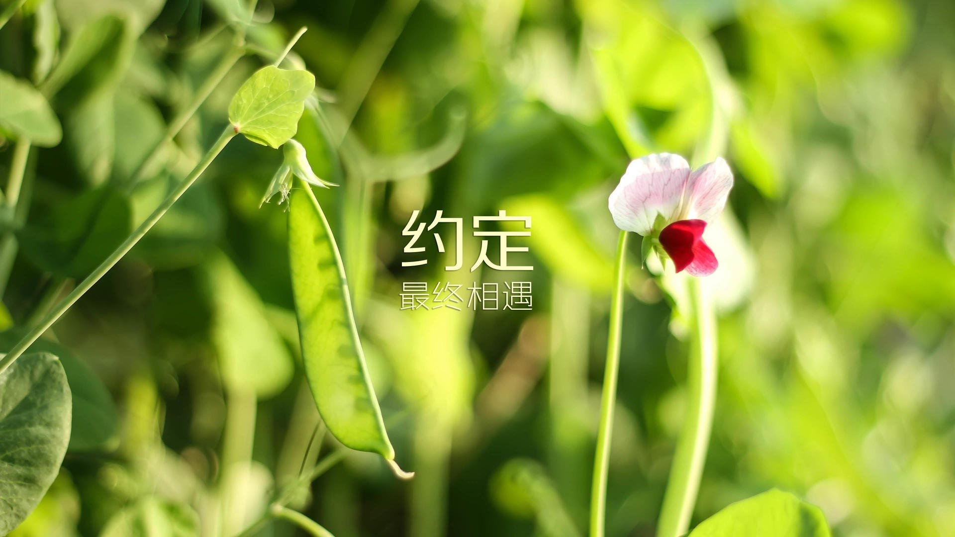 蓝白之心与东瀛之魂，2026世界杯C组，阿根廷中场之核与梅西的终极救赎